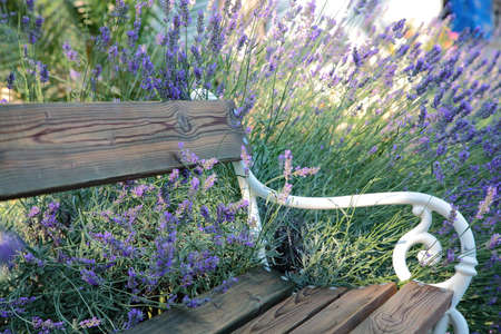 Bench in lavenderの写真素材