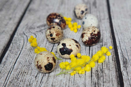 Quail eggs and mimosa flowers