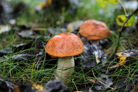 Orange-cap mushroomsの写真素材