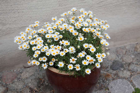 Flowerpot with white Chrysanthemum on a pavementの写真素材