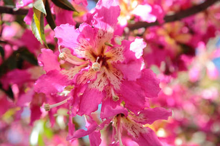 Beautiful pink flowers in Marbella