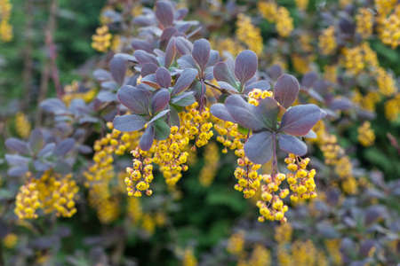 Blooming barberry bushの写真素材