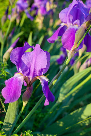 Blooming purple irises