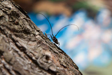 The Cerambyx cerdo, commonly known as great capricorn beetleの写真素材