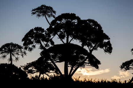 Africa-style abstract silhouettes of cow-parsnip umbrellas against the sunset skyの写真素材
