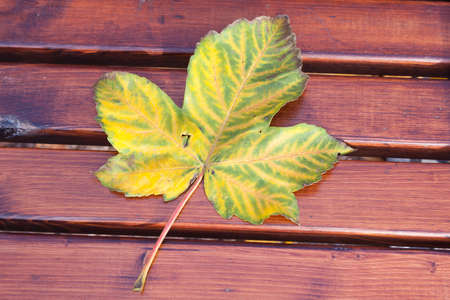Yellow leaf on a park benchの写真素材