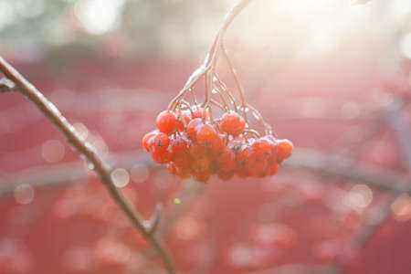 Rowan berries against the sun lightの写真素材