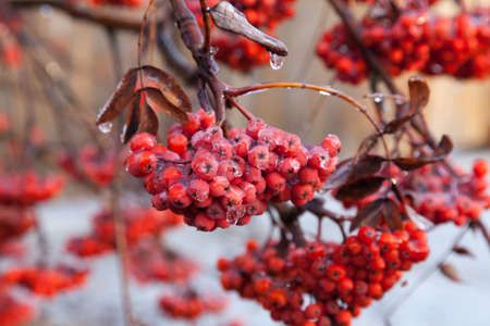 Rowan berries covered with ice after the frozen rain in the winterの写真素材