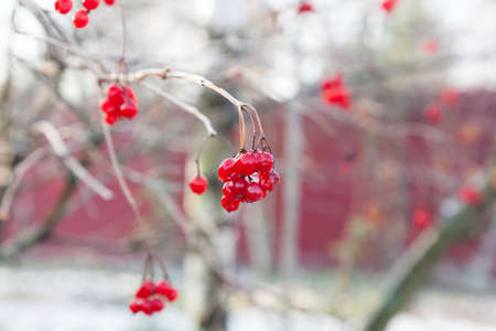 Red berries of Viburnum covered with ice after frozen rain in the winterの写真素材
