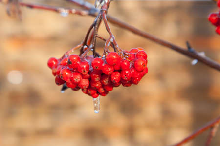 Rowan berries covered with ice after the frozen rain in the winterの写真素材
