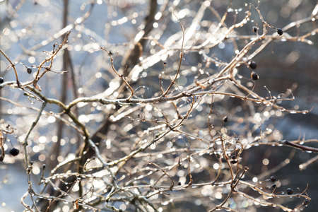Frozen branches covered with ice sparkling on the sunの写真素材