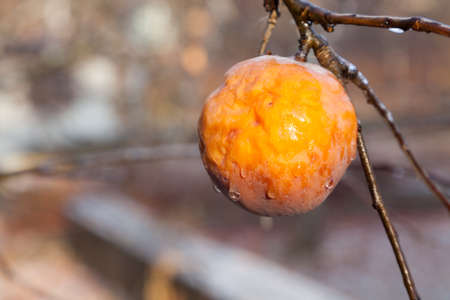 Frozen apple in the autumn garden glazed with iceの写真素材