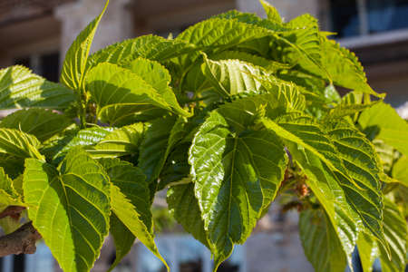 Mulberry leavesの写真素材