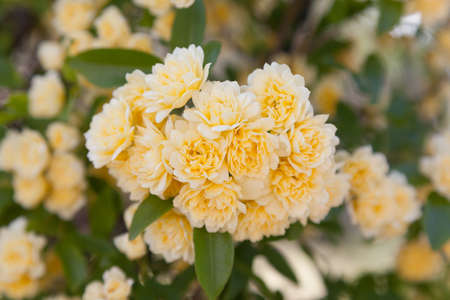 Climbing yellow roses in a full bloomの写真素材