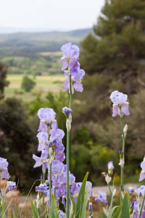 Blooming blue irises with beautiful landscape on the background