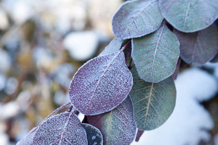 Green and purple leaves covered with morning frostの写真素材