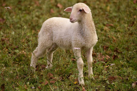 cute lamb on autumn meadow side view