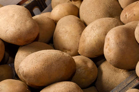 fresh tuber potatoes at a farmers market in Italy close-upの写真素材