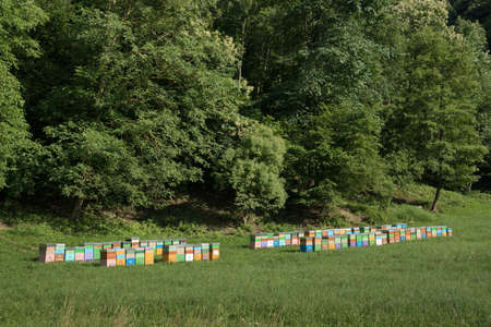 Colored multihull hives in apiary in chestnut wood in bloom, meadow Bees return to hives during...