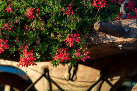 beautiful red geranium flowers with blurred old wood in the backgroundの写真素材