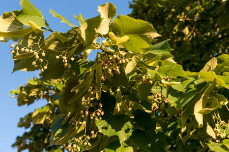 Ripe Linden tree seeds on green foliage on blue sky. Fruits of Linden tree plant used in folk...