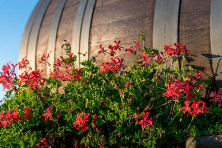 beautiful red geranium flowers with blurry wine barrel in the background