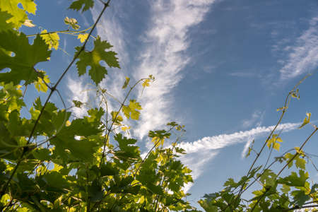 Branches of vine with leaves and tendrils on a background blue sky streaked with clouds. summer timeの写真素材