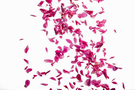 Deep pink rose petals fall from above in motion frozen isolated white background white perfect for background textureの写真素材