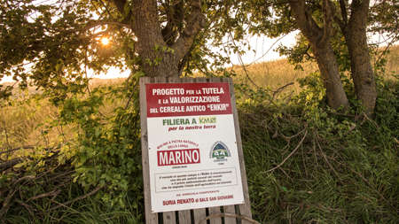 Sale San Giovanni, Langhe, Italy - 6 July 2020: experimental cultivation of enkir wheat, project for the protection of ancient enkir wheat, Marino stone mill, agriculture and environment food Cuneoのeditorial素材