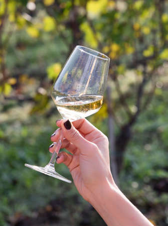 woman hand with nail polish with white wine glass. vineyard blurred background. outdoorの写真素材