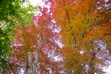 Autumn natural forest of beech trees with colorful red leaves