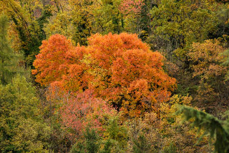 tree with autumnal orange colored leaves among green trees in the forest