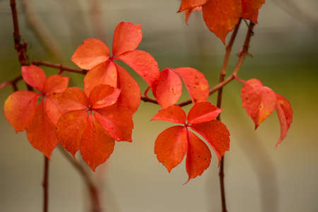 detail of autumnal leaves of virgin red vine