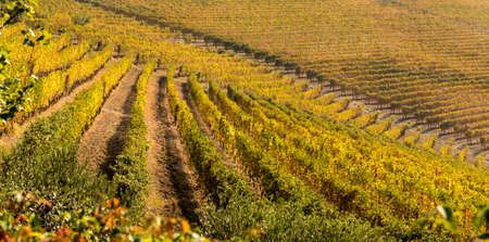 Vineyards on the hills of the Langhe, Piedmont, Italy with warm autumn colors