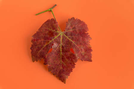 Autumn red vine leaves isolated on an intense orange background, top viewの写真素材