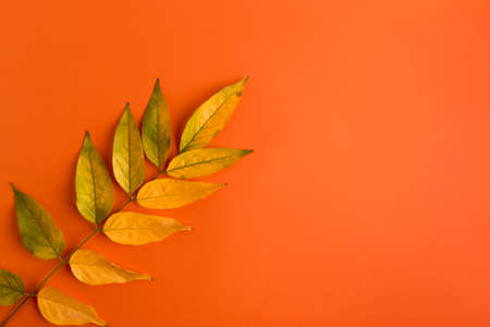 yellow dry leaves of wisteria on right - Autumn composition on orange background. Top view, space...