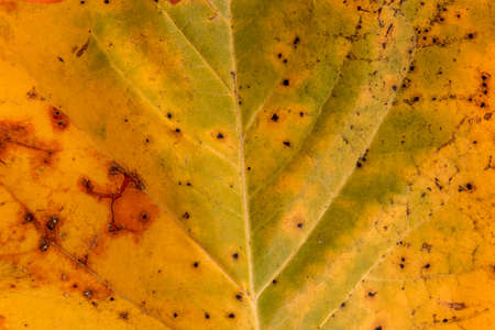 leaf texture with autumn colors, close up