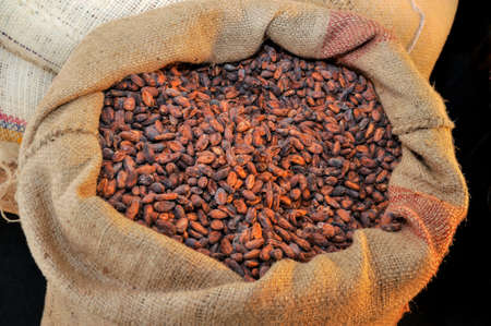 cocoa beans in jute sack. Bean to barの写真素材