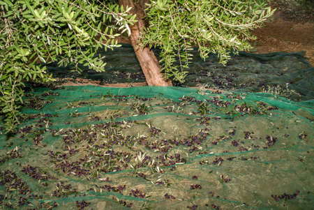 Harvesting of fresh olives fallen on green nets under olive tree in an olive tree field in italy for the production of virgin olive oilの写真素材