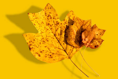 Autumn composition - yellow autumn dry leaves of the tulip tree, three leaves in scale from smallest to largest on yellow background. top viewの写真素材