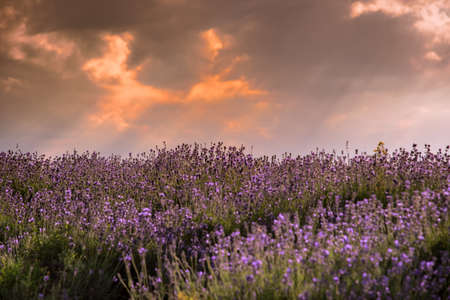 evocative sunset over lavender field landscape in Sale San Giovanni, Langhe, province of Cuneo Italy