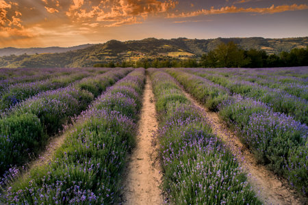 evocative sunset over lavender field landscape in Sale San Giovanni, Langhe, province of Cuneo...