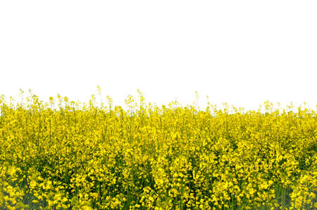 yellow blooming rapeseed field isolated on white, text space