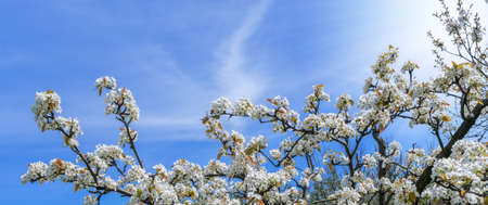 Branches of blossoming cherry on blue sky background in sunlight with copy space. Flowers of spring...