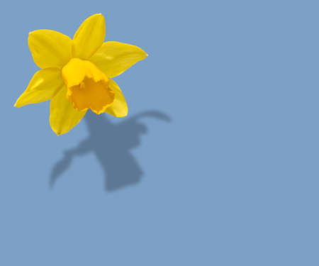 yellow narcissus flower with its shadow isolated on light blue background, copy spaceの写真素材