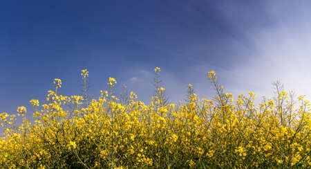 yellow blooming rapeseed field on blue sky with Sun rays, text space, banner