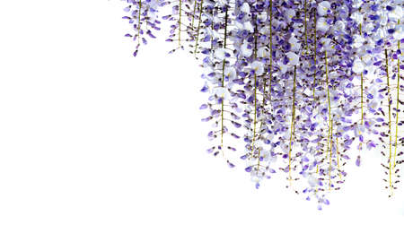 wisteria flowers isolated on white, copy space, ideal for greeting cards and bannerの写真素材