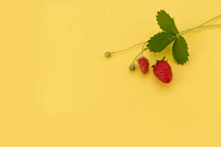 Wild strawberry sprig with leavesの写真素材