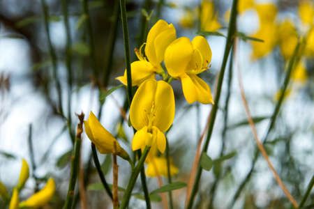 Yellow broom flowers, selective focus close upの写真素材