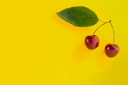 Two red cherries whit leaf on yellow background with copy space. Design for label, greeting card, poster.の写真素材
